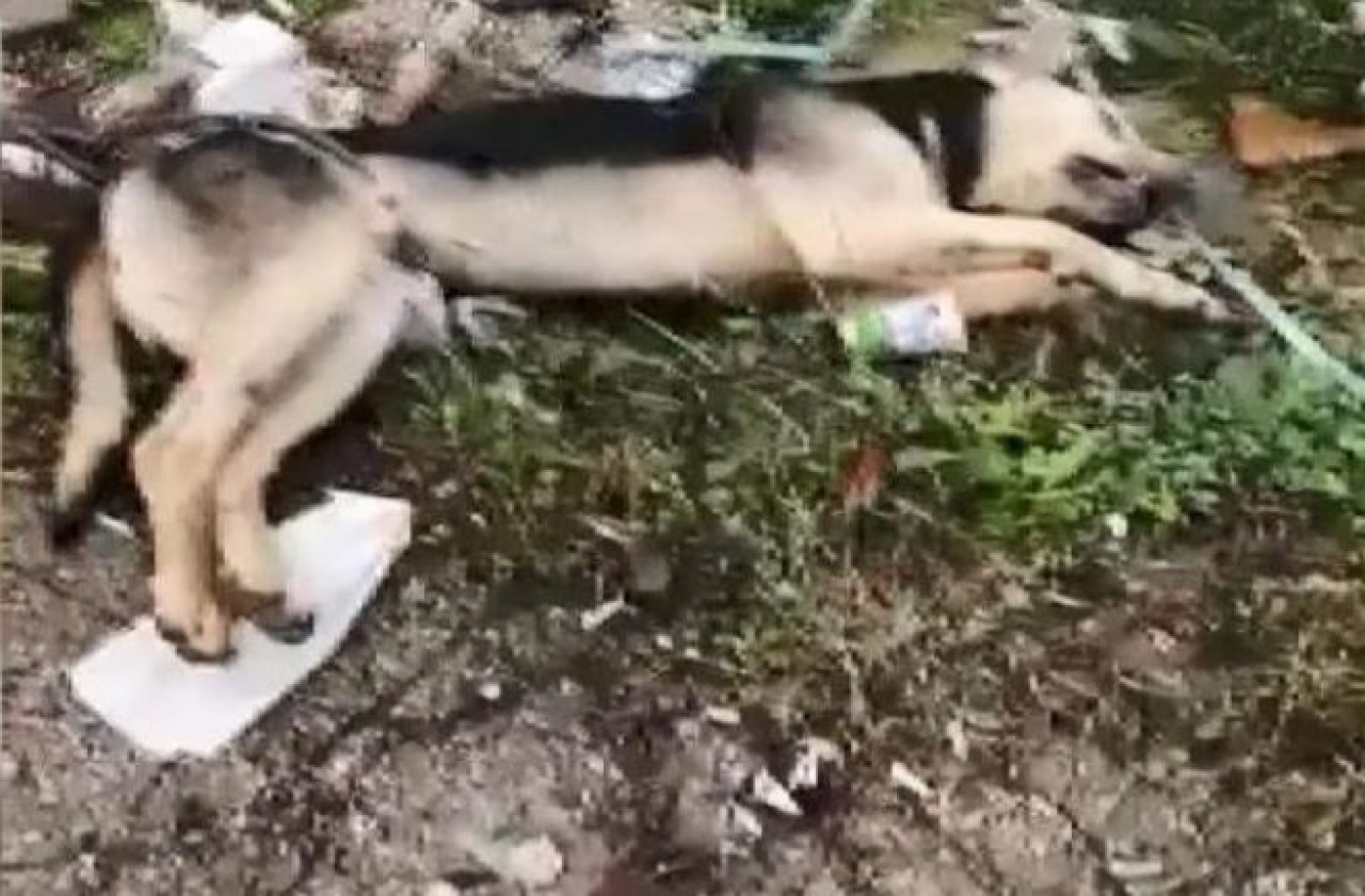 Büyükçekmecede vahşet