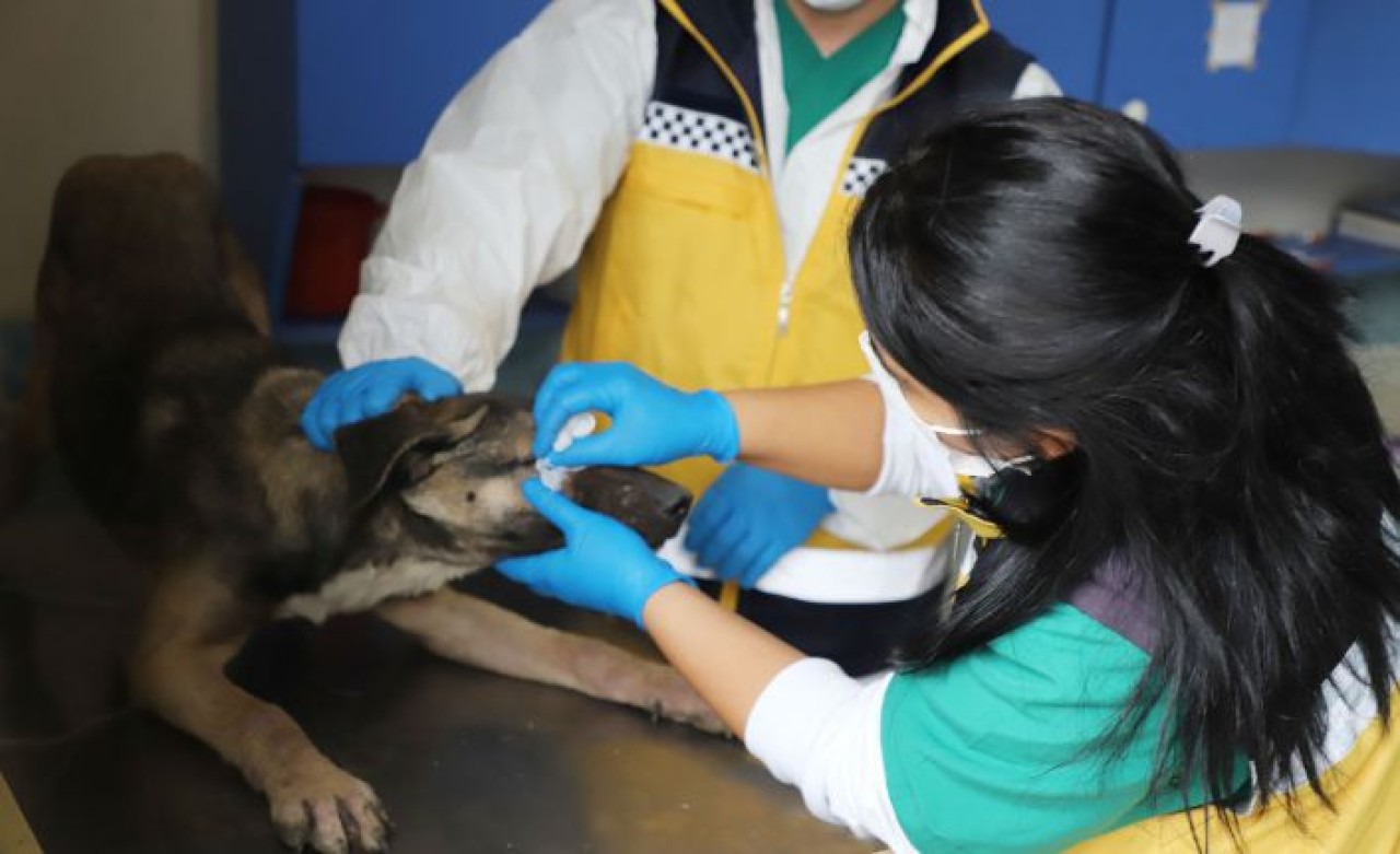 2020 yılında 15 bin 880 can dosta yardım eli uzatıldı