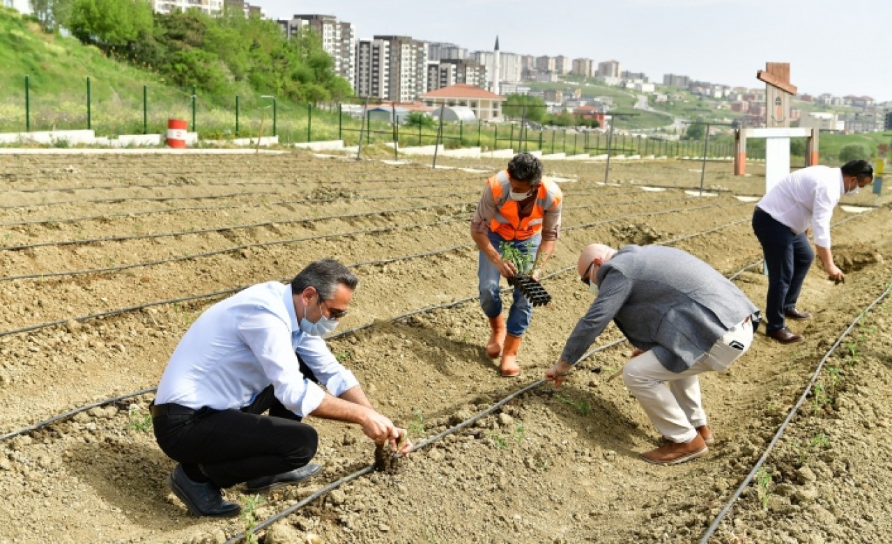 YAŞAM BAHÇESİ’NE YAZLIK FİDELER DİKİLDİ
