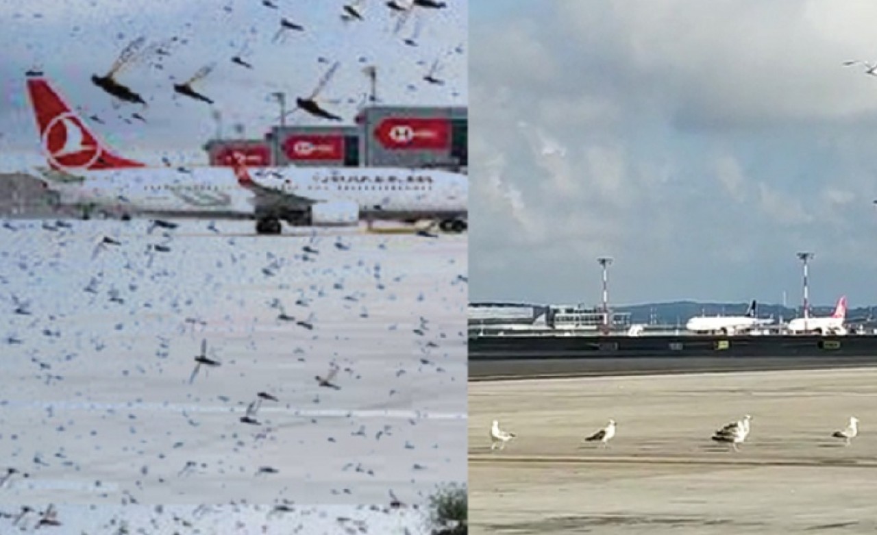 Korku filmi gibi bir sabah: İstanbul Havalimanında çekirge istilası!