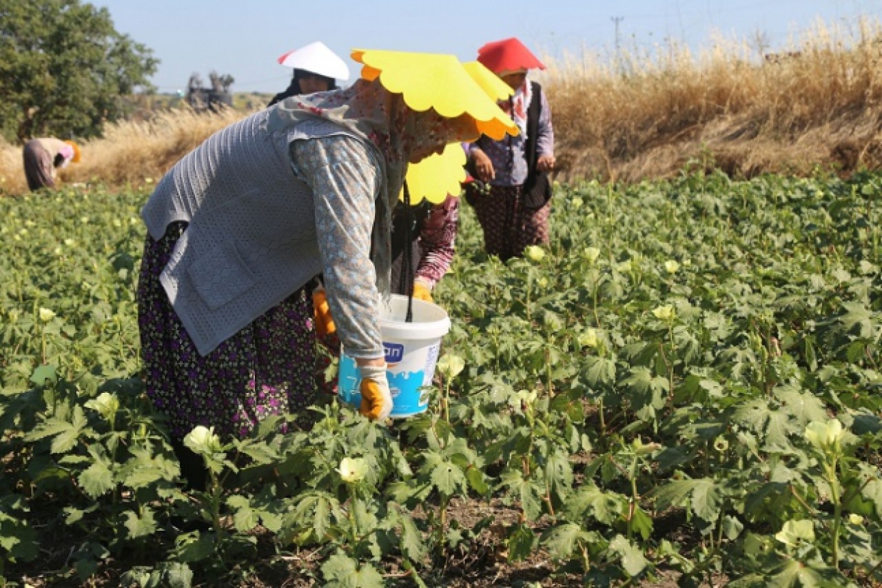 Büyükçekmeceli kadınlar ürettikleri bamyanın hasadında buluştu
