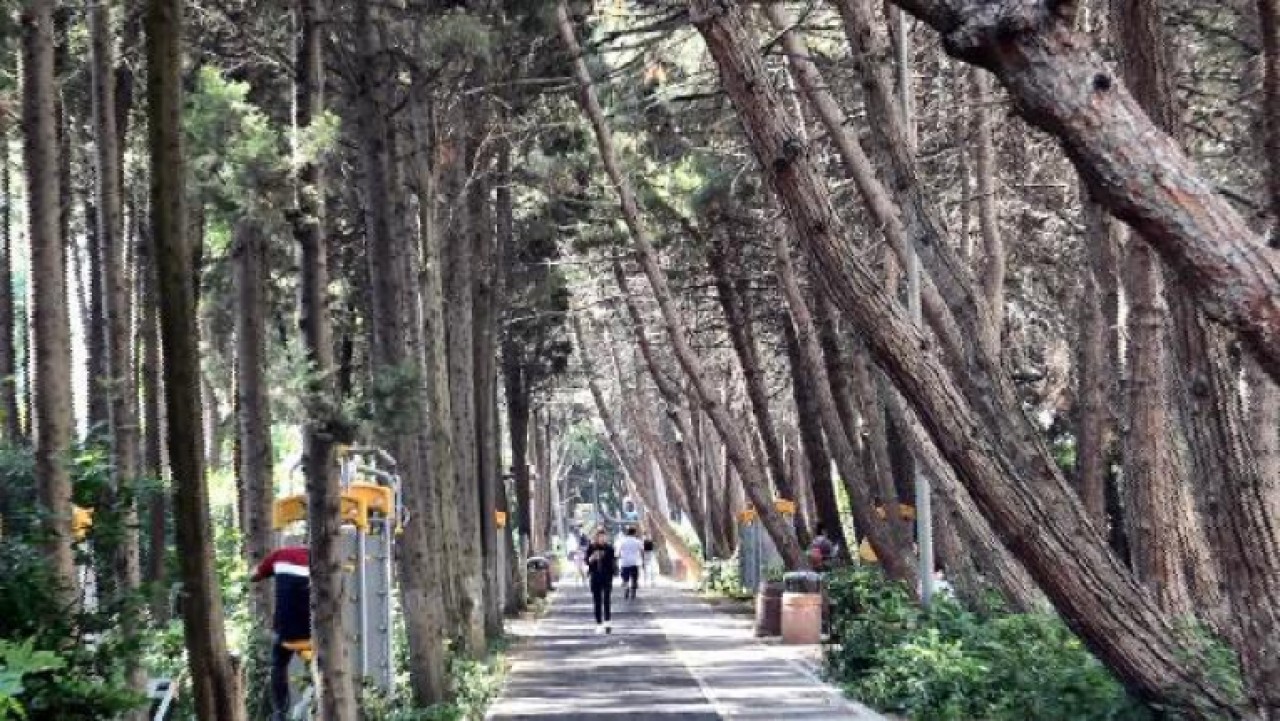 BEYLİKDÜZÜNÜN EĞİK AĞAÇLI KORULUĞU