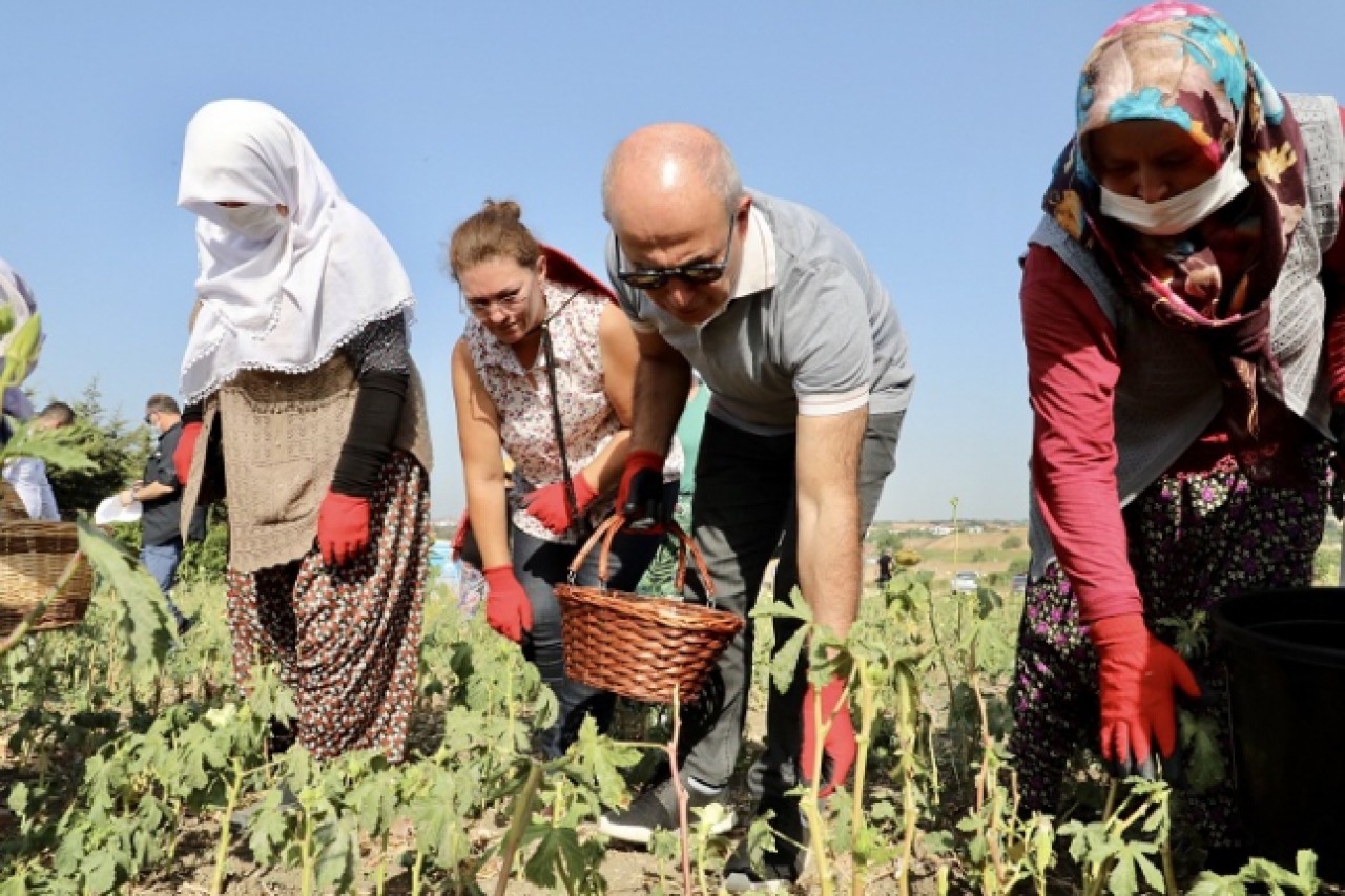 Büyükçekmece bilimsel tarımın ilk mahsullerini almaya başladı