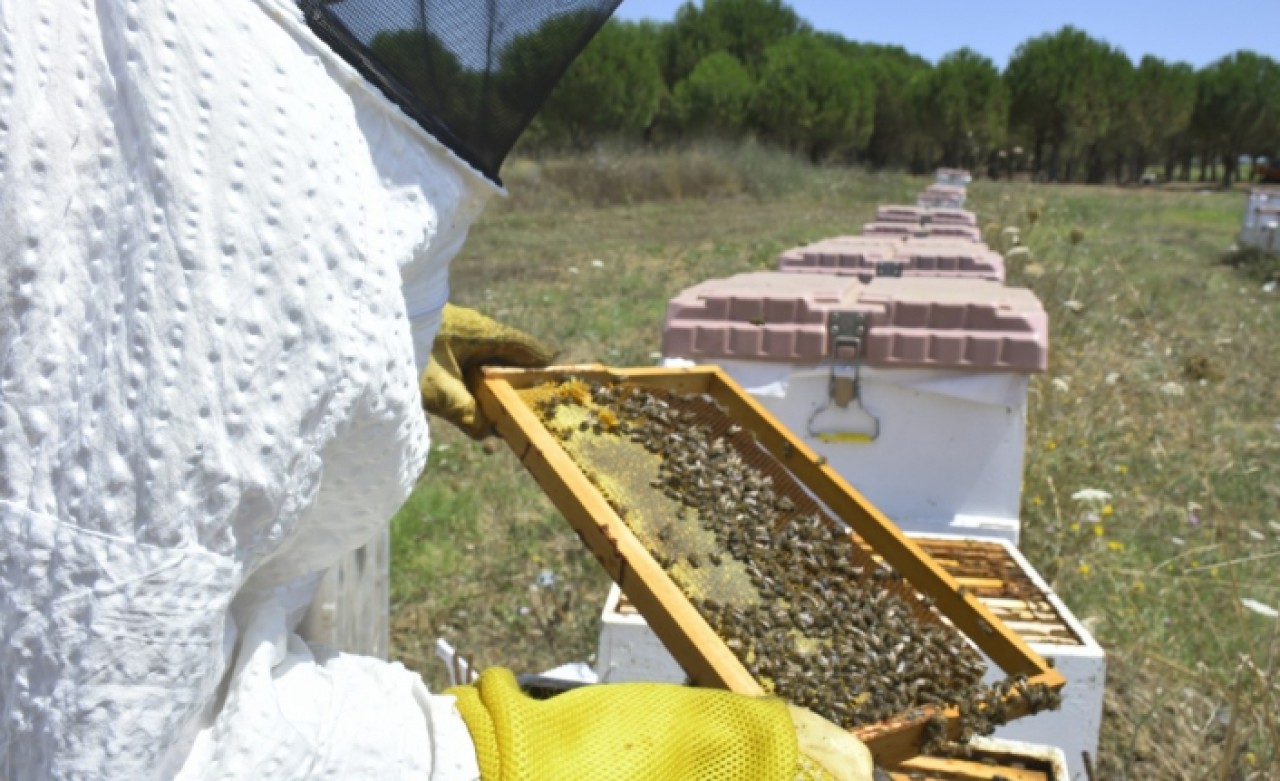 SİLİVRİ BELEDİYESİNDEN “BAL” GİBİ ÜRETİM