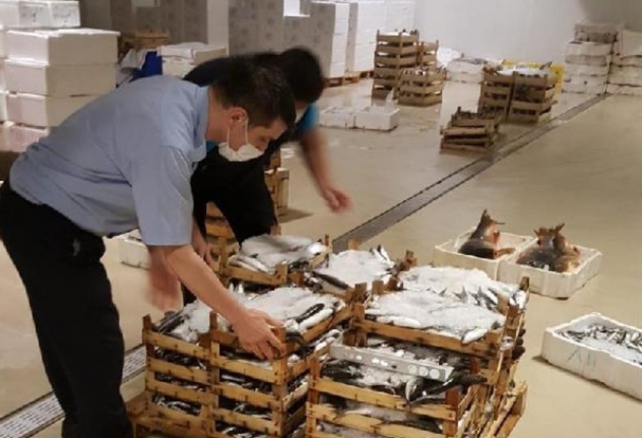 Gürpınar Su Ürünleri Halindeki denetimde yarım ton balığa el konuldu