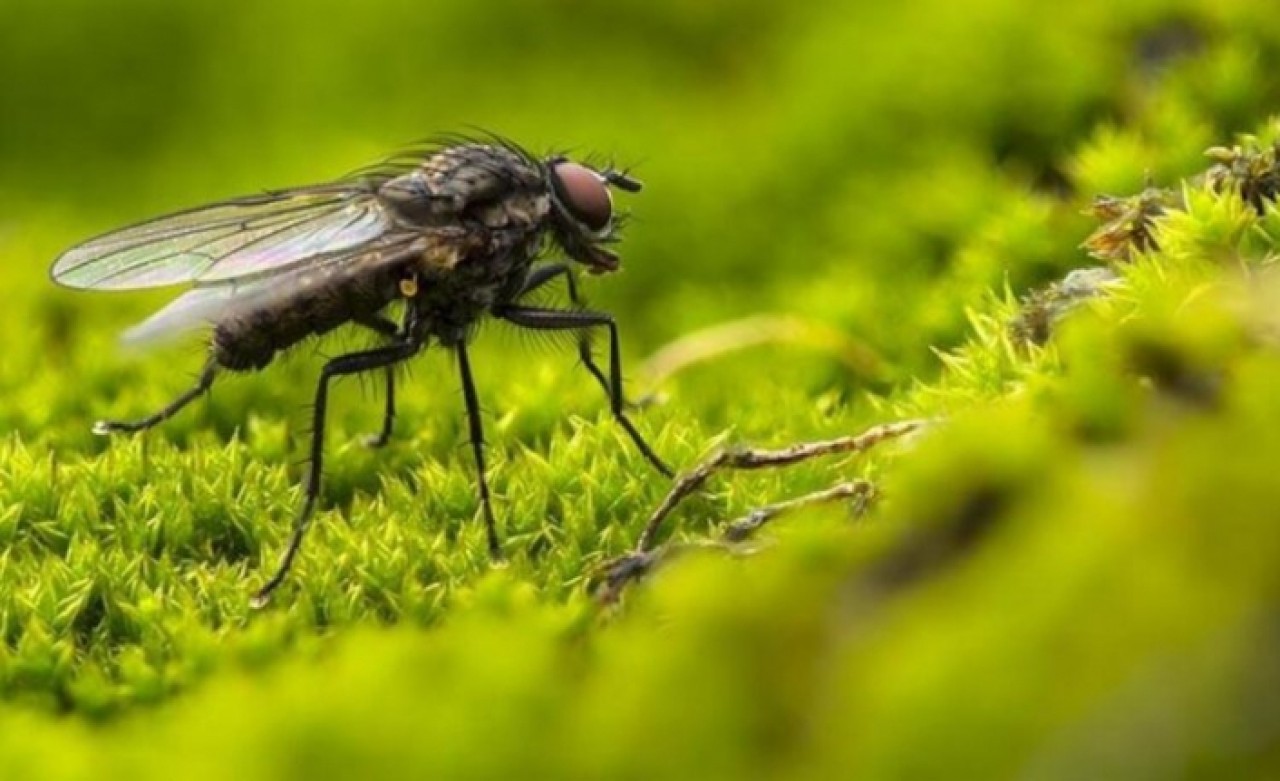 İstanbulda kara sinek artışı: İlaca dirençli olanlar çıkabilir