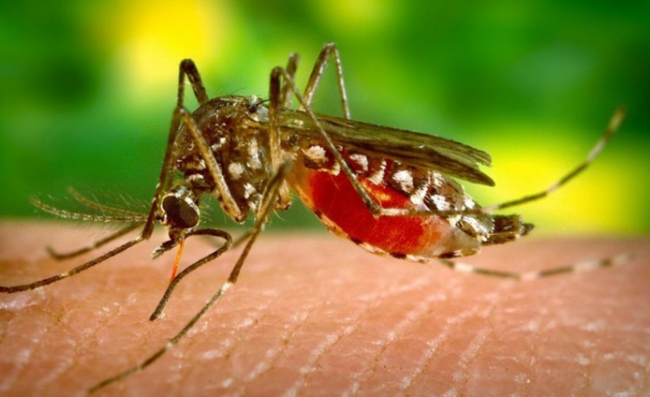 İstanbulda sivrisineklerin üreme haritası çıkarıldı