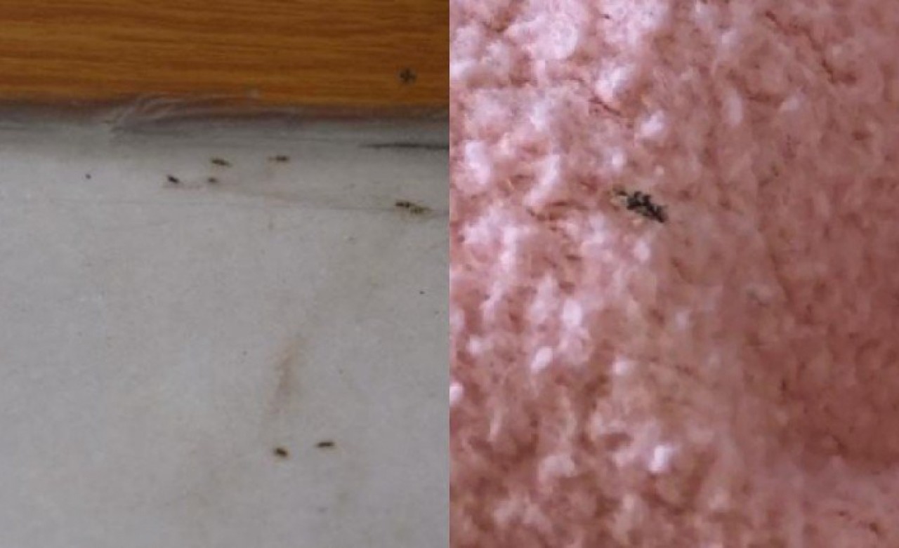 İstanbulda dantel böcek istilası