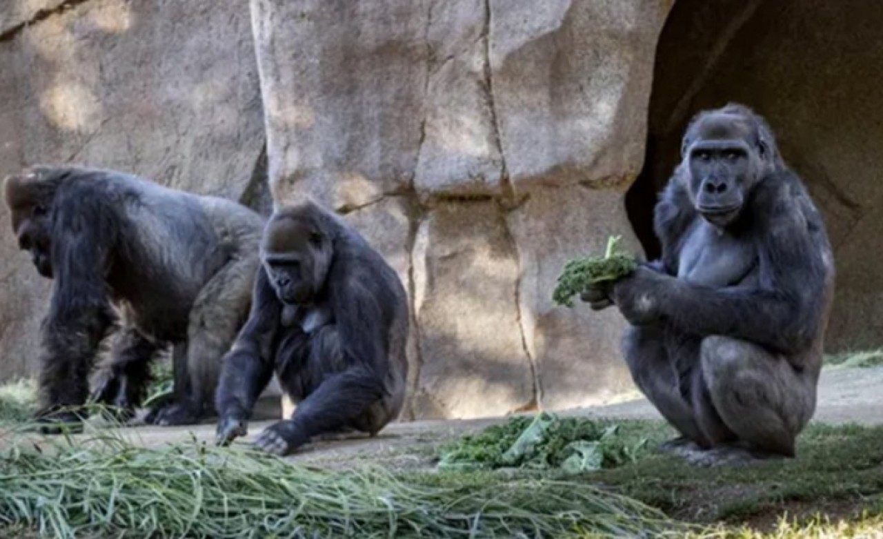 13 gorilin koronavirüs testi pozitif çıktı