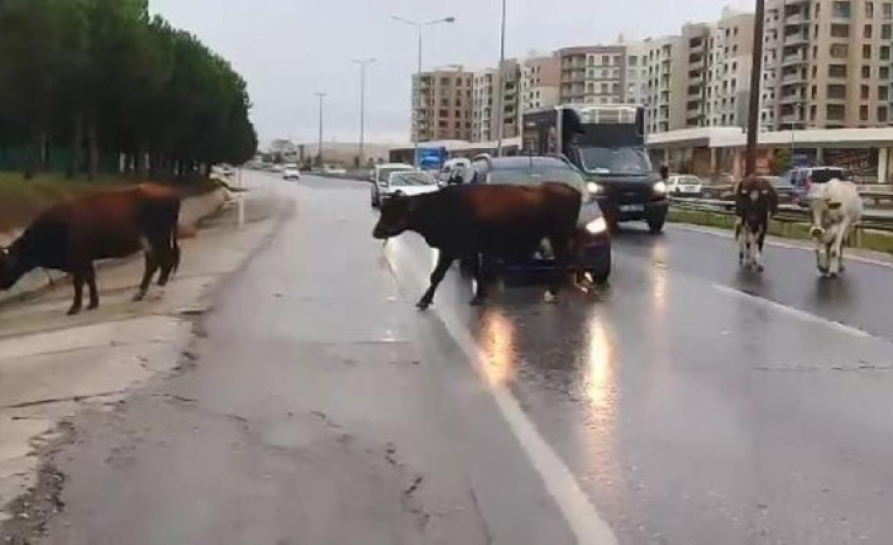 BÜYÜKÇEKMECEDE BAŞIBOŞ İNEKLER TRAFİĞİ BİRBİRİNE KATTTI