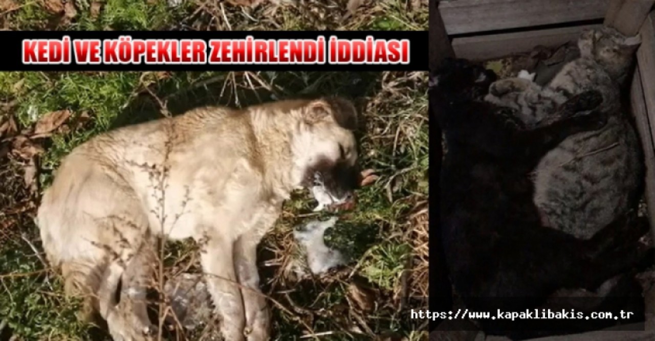 Kırklareli’nin Vize İlçesine bağlı Çakıllı Beldesi’nde köpekleri zehirlediler...