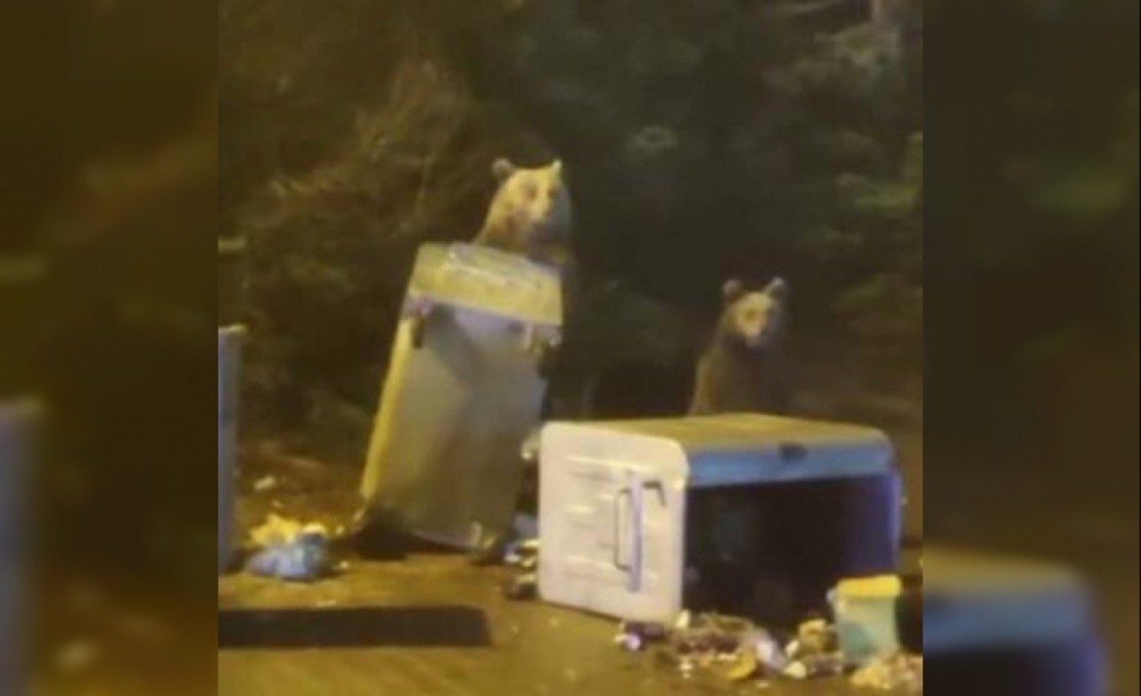 Uludağda ayı paniği! Ayı ile böyle göz göze geldiler