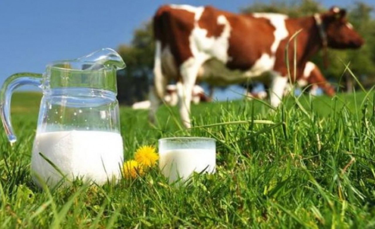 Açık süt alırken dikkat: Sağlığınızdan olabilirsiniz!