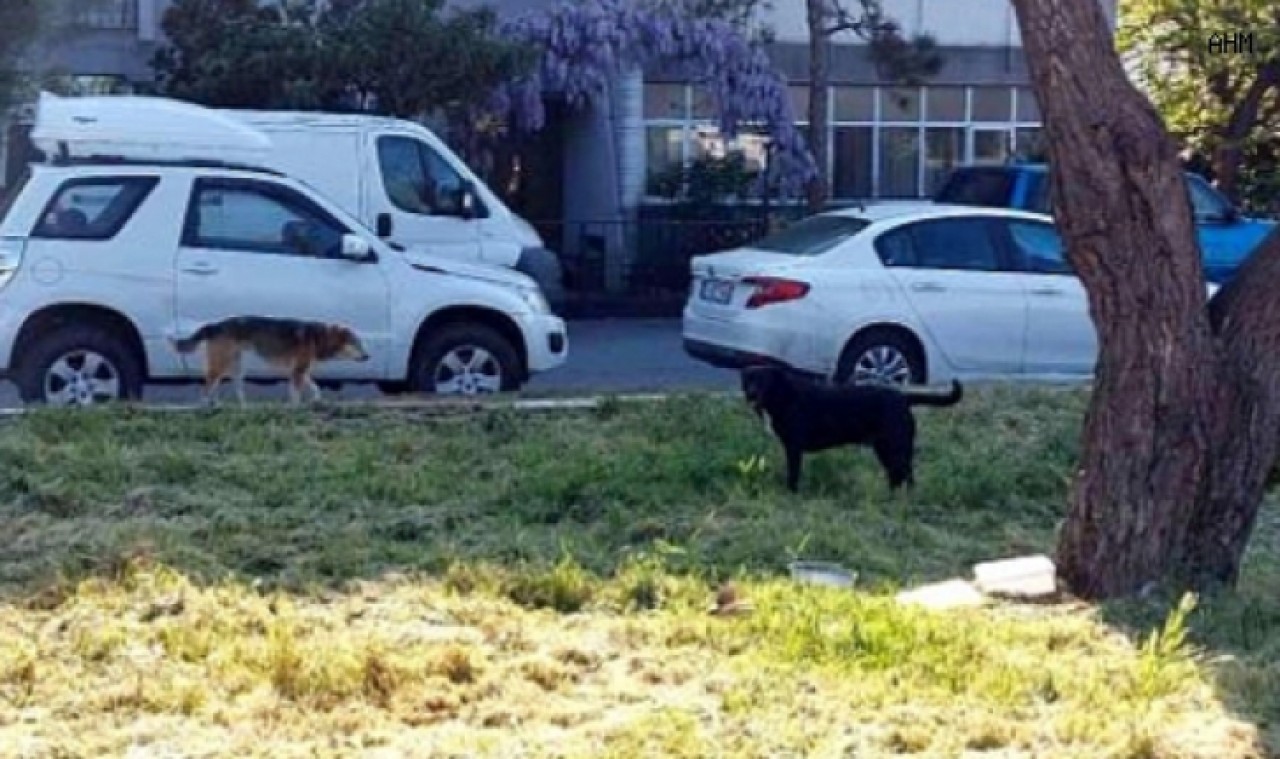 Küçükçekmecede sokak köpekleri yaşlı adama saldırdı