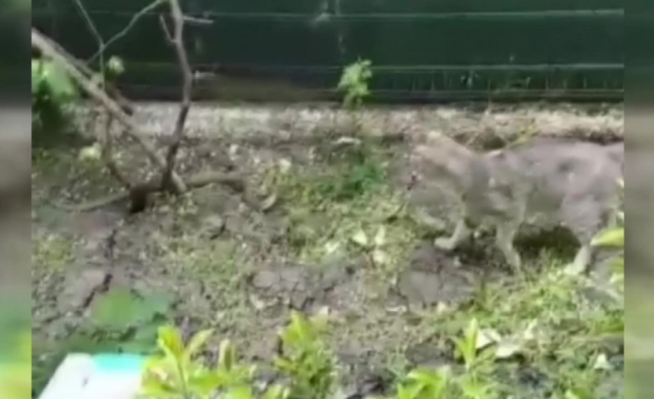 Büyükçekmecede yılan ile kedinin kavgası