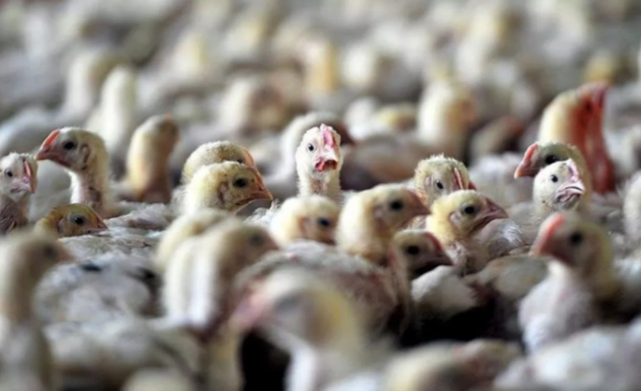 Kuş gribi alarmı! 120 bin kümes hayvanı salgında öldü