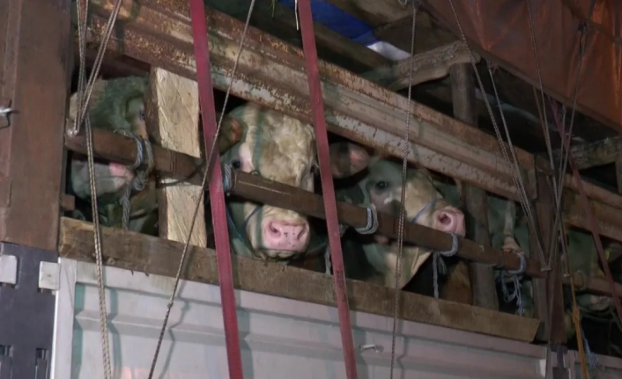 Kurbanlık hayvanlar İstanbula giriş yapmaya başladı