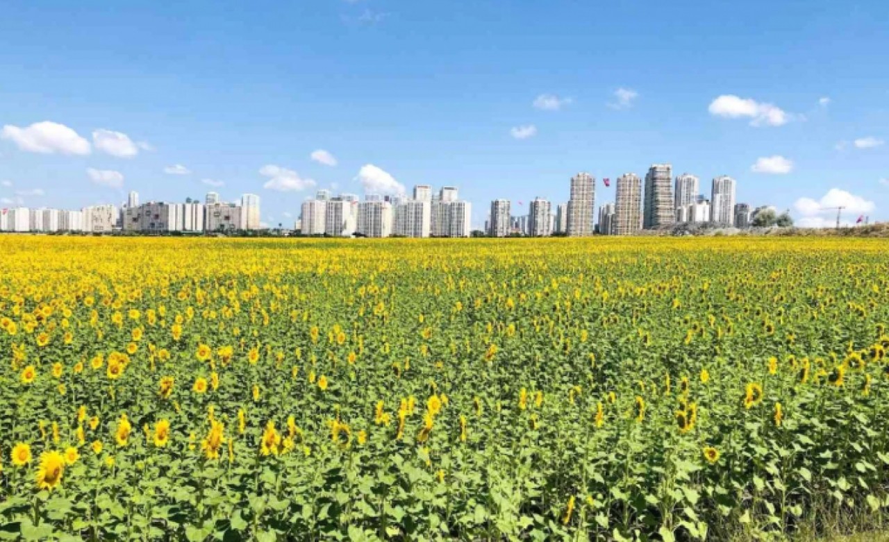 Avcılardaki ayçiçeği tarlaları güzel görüntüler oluşturdu