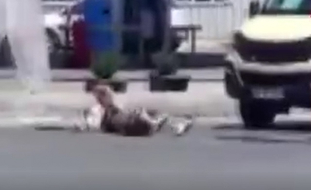 Büyükçekmecede trafik ışıklarında kendini yere atan yabancı uyruklu kadın kamerada