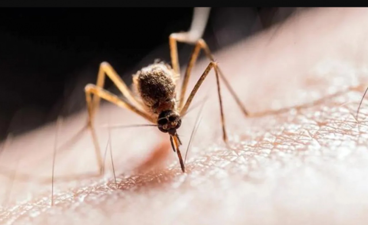 Zika virüsü taşıyan sivrisinekler İstanbulda görüldü! Birçok mahalle tehlike altında