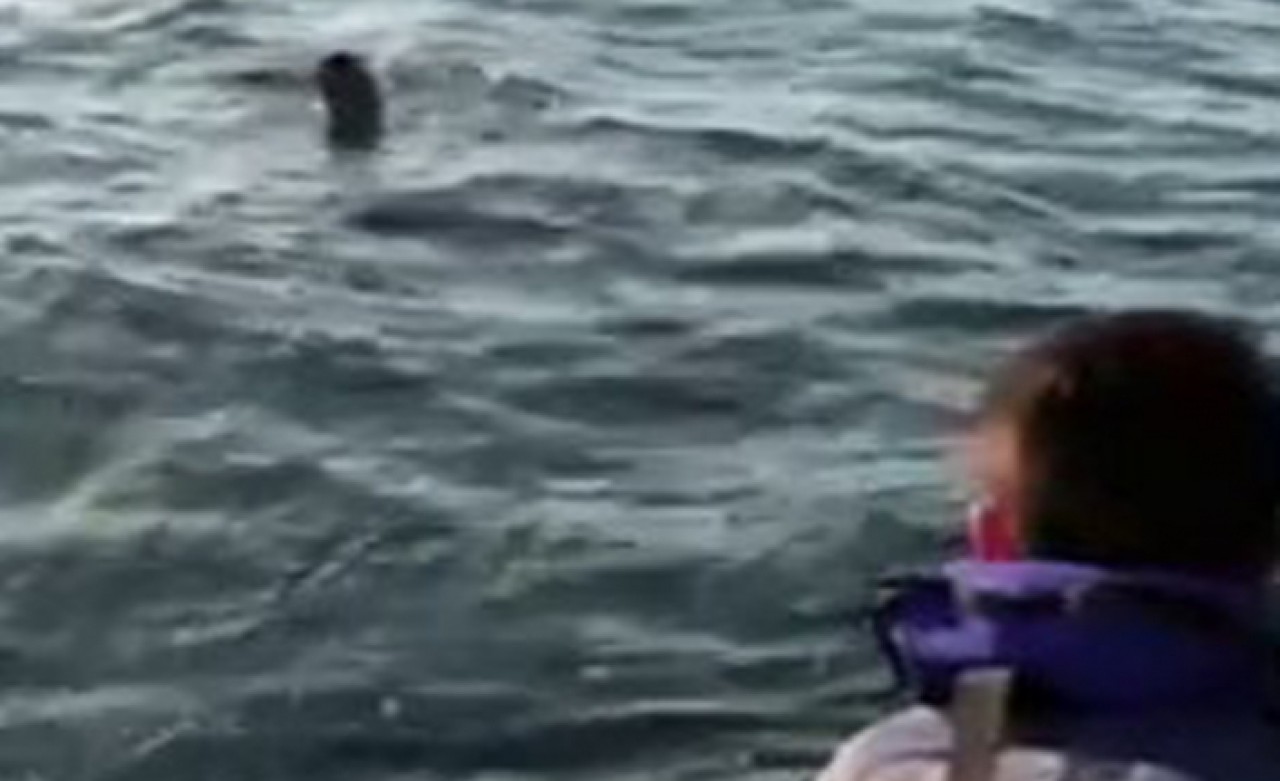 Avcılarda polisten yüzerek kaçmaya çalıştı!