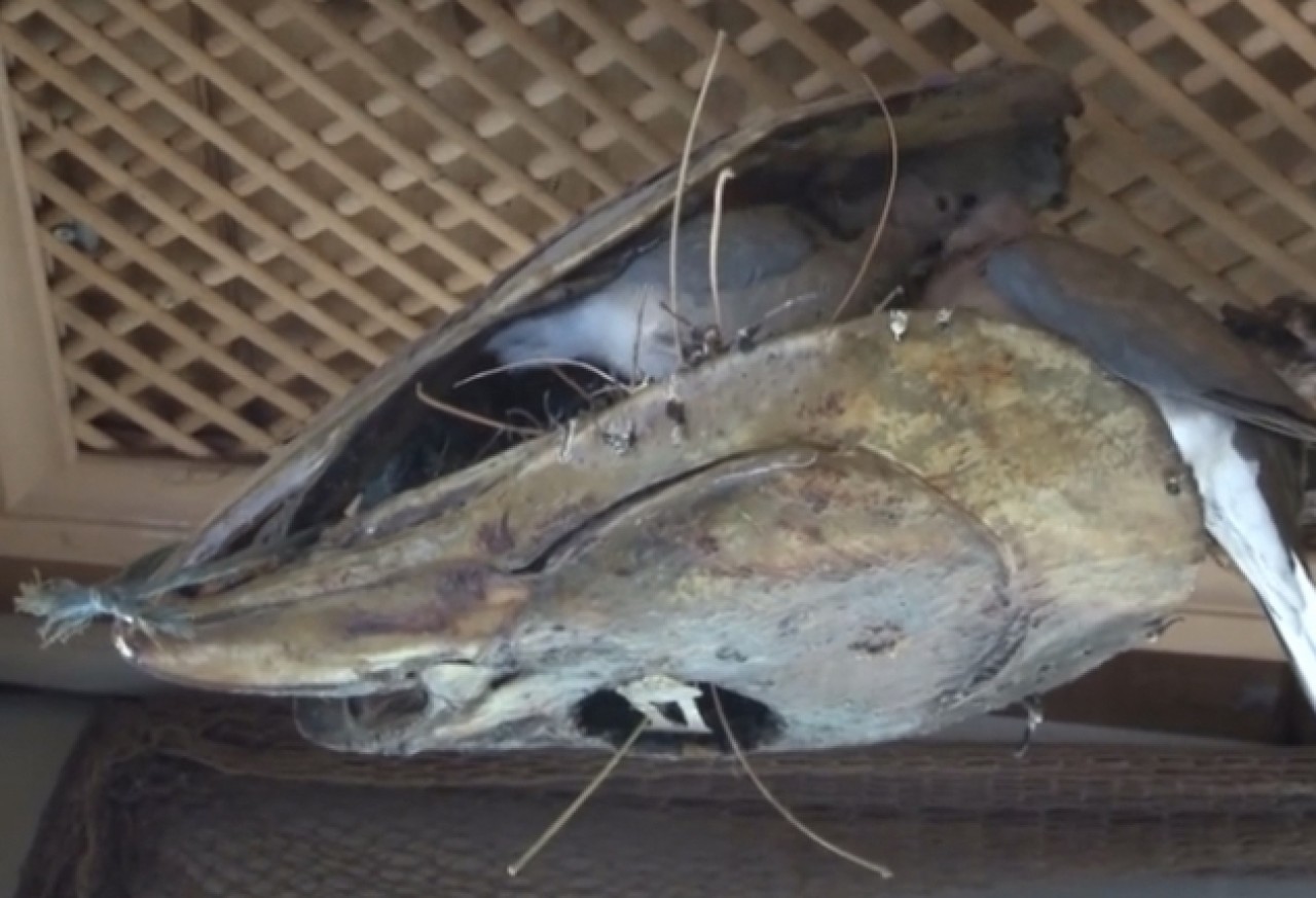 Türkiye Deniz Canlıları Müzesi kuşların yuvası oldu