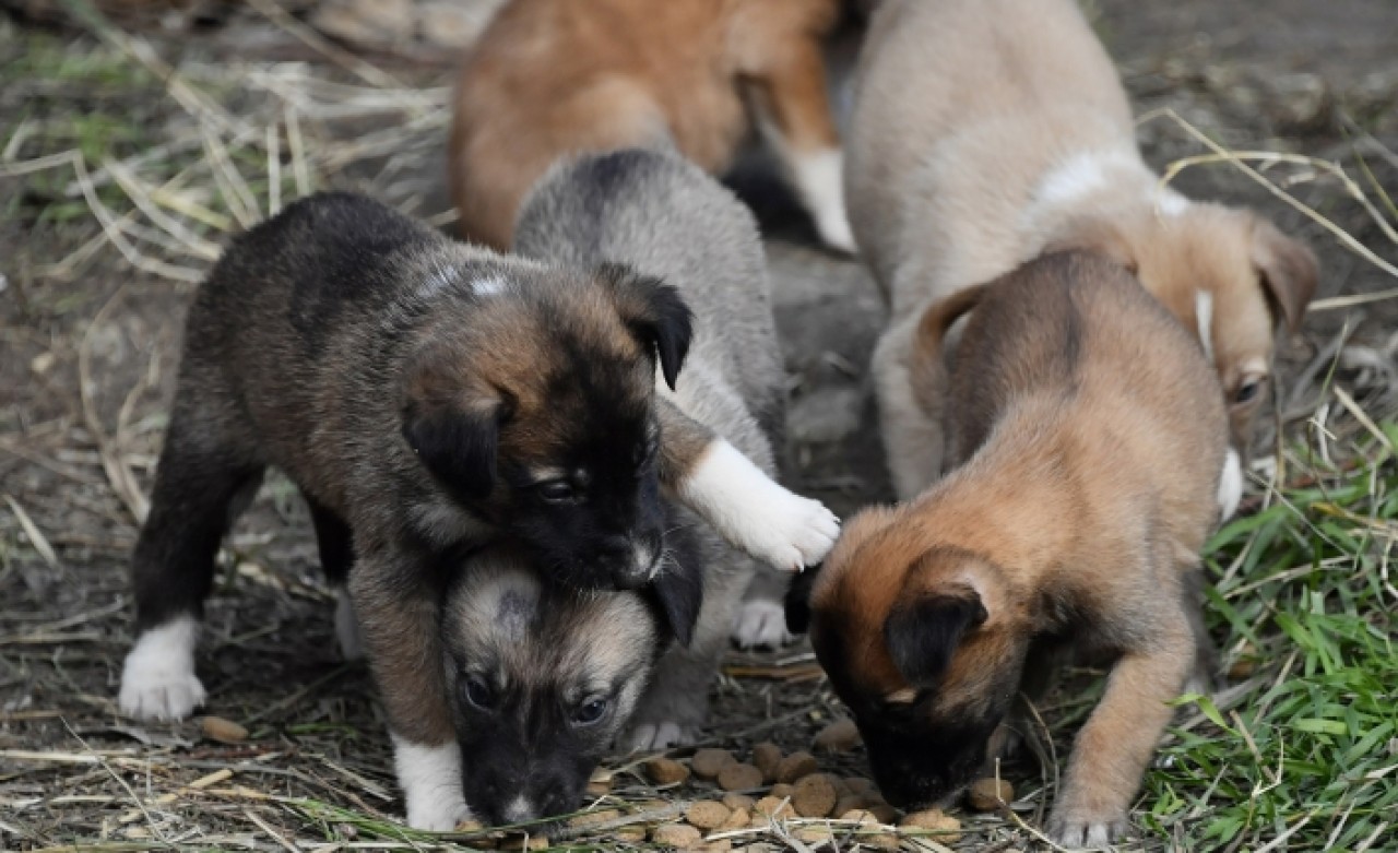 AĞUSTOS AYINDA 500’E YAKIN CAN DOSTUN TEDAVİSİ YAPILDI