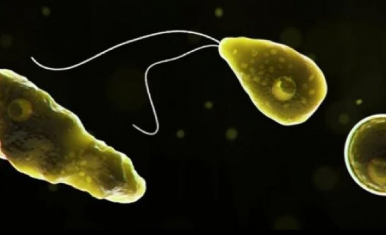 Uzmanlar insanın beynini yiyen virüse karşı uyardı: Tehlike çanları çalıyor!