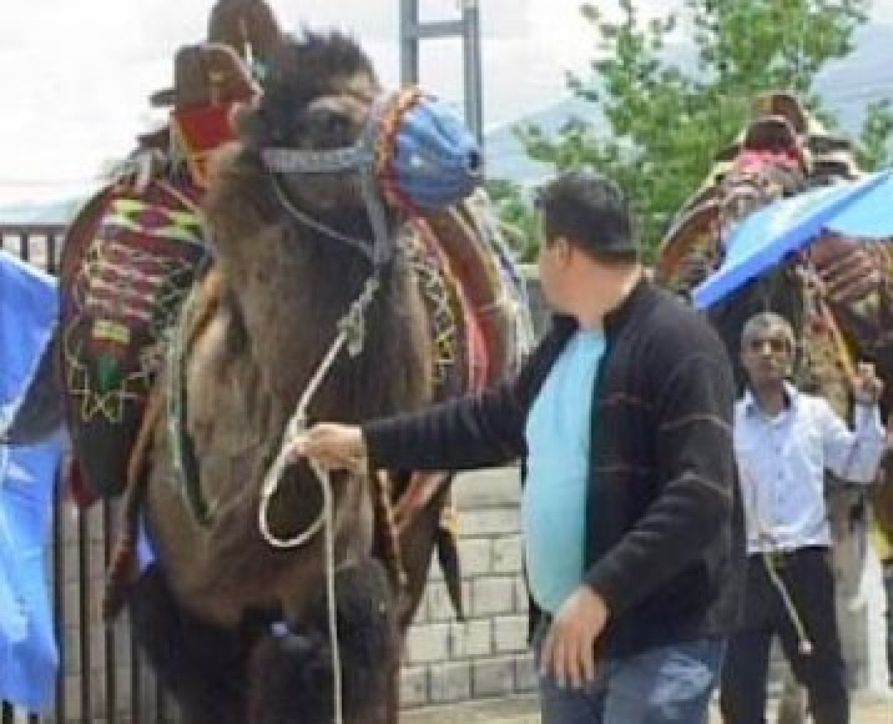 Başbakan için deve kesecek