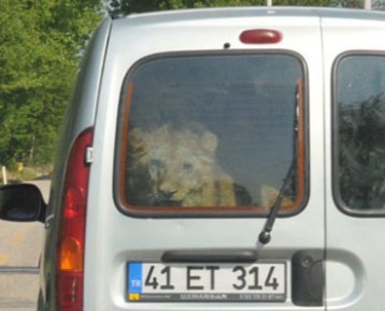 Jandarmanın durduğu araçtan aslan çıktı