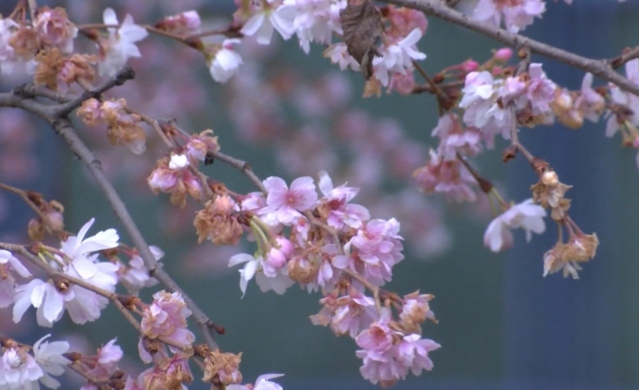 İstanbulda yalancı bahar