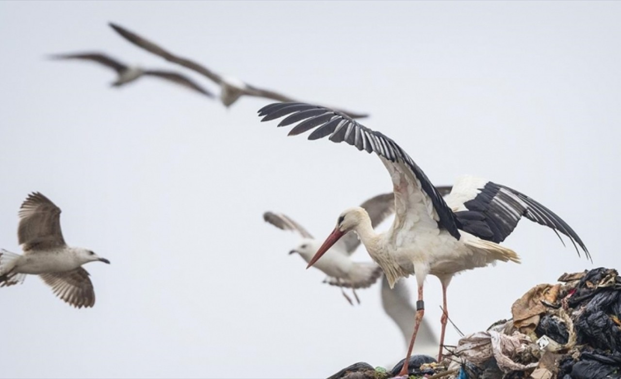 Leylek Jonas  İstanbulda