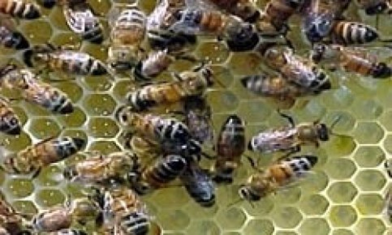 Diyarbakır'da arı dehşeti