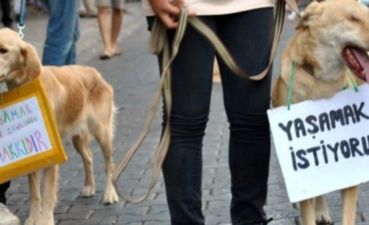 17 köpek ağaca asılı bulunmuştu: Belediyeden açıklama geldi