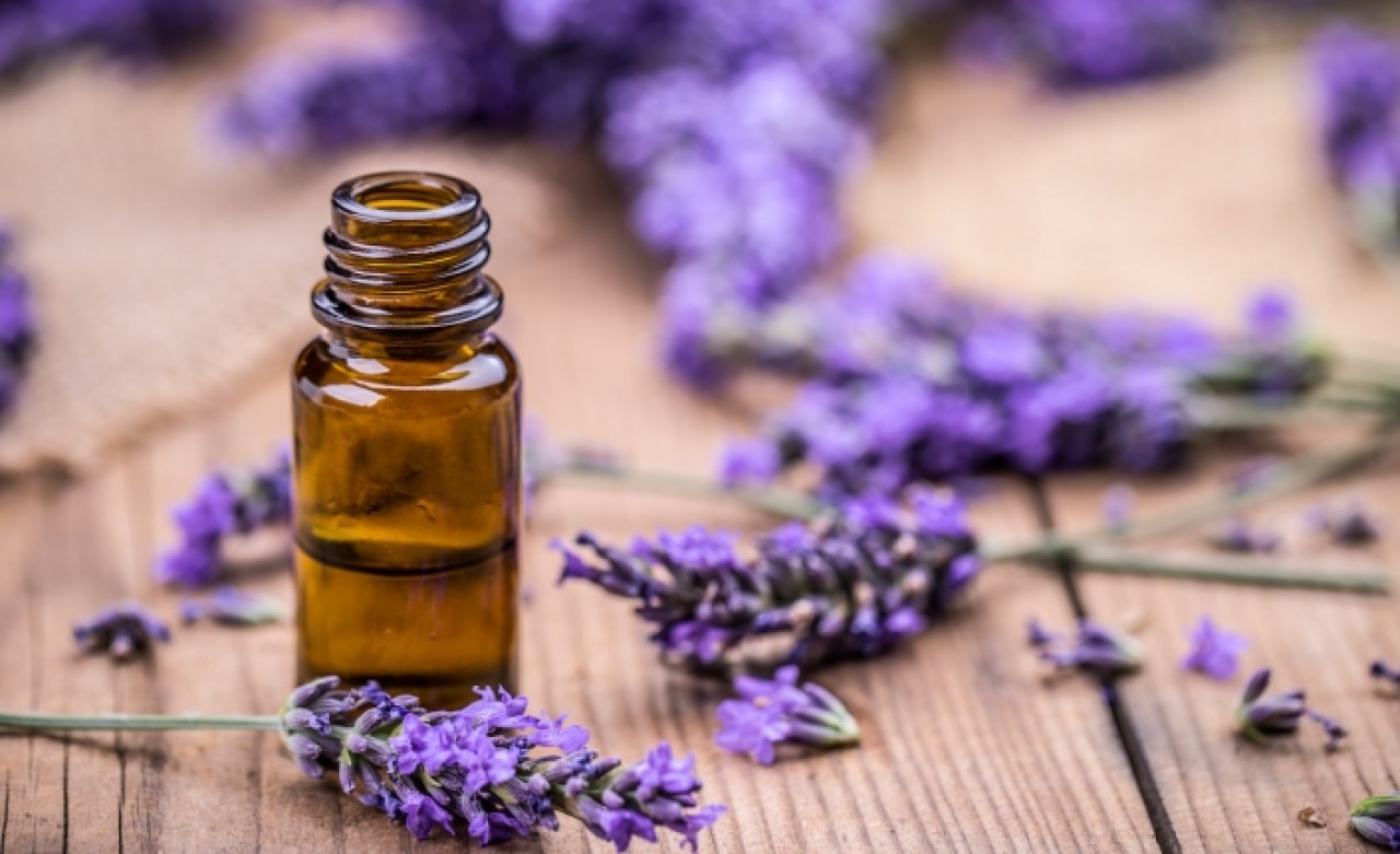 Lavanta yağı için hasat zamanı