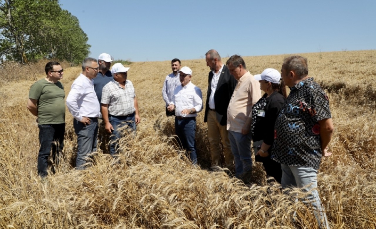 Büyükçekmece’de buğday hasat dönemi başladı