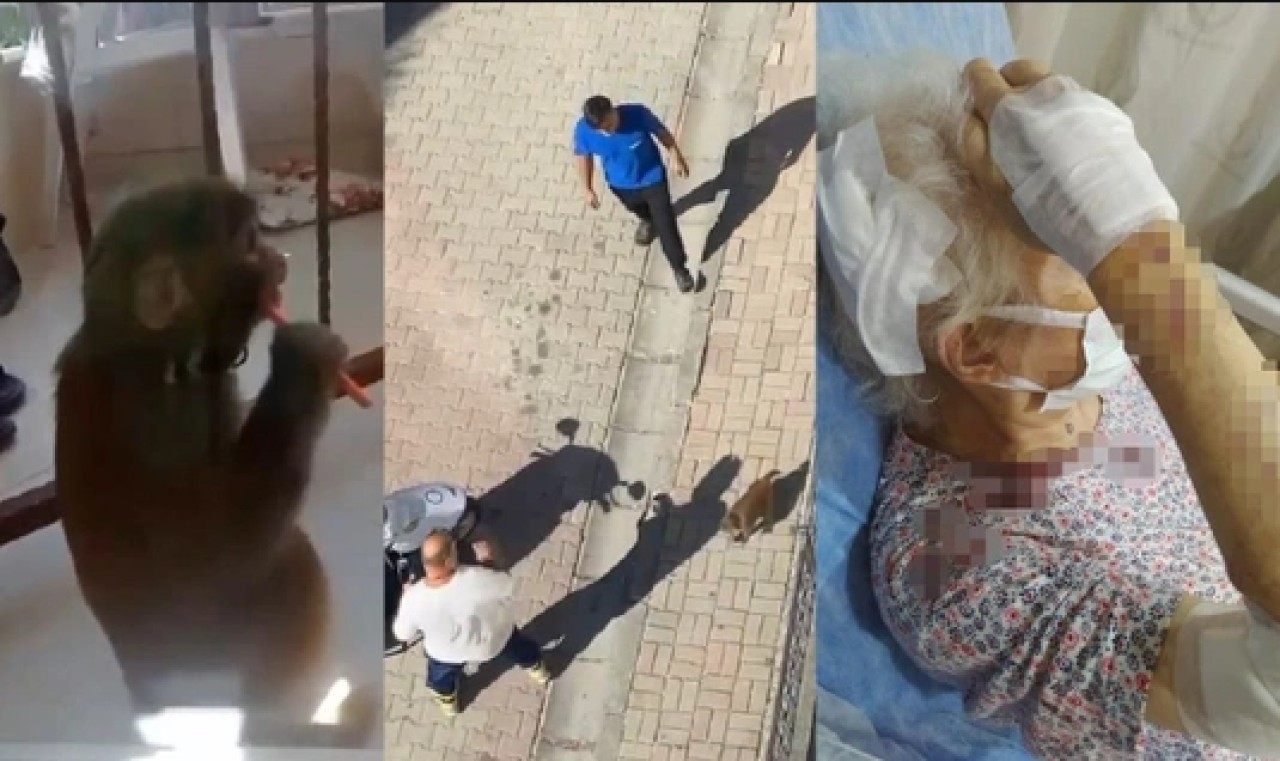 Büyükçekmece'de sahibinden kaçan maymun 3 kişiye saldırdı!