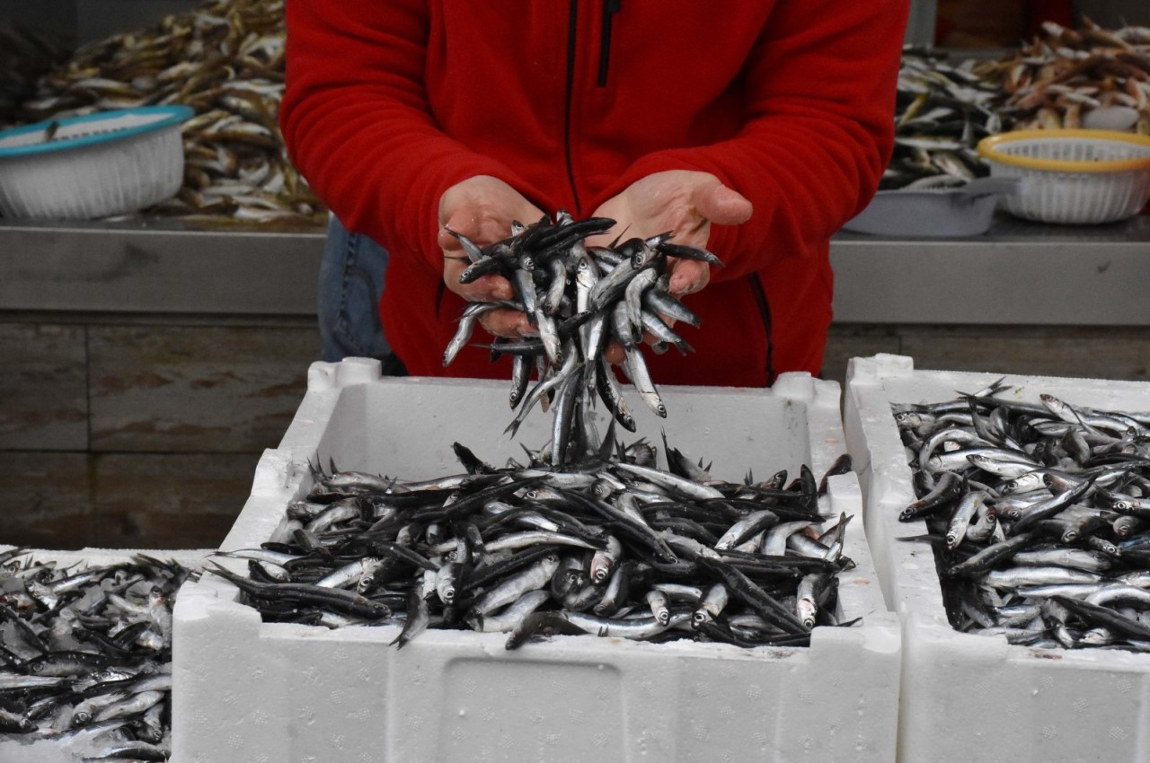 Hamsinin fiyatı 30 liraya düştü!