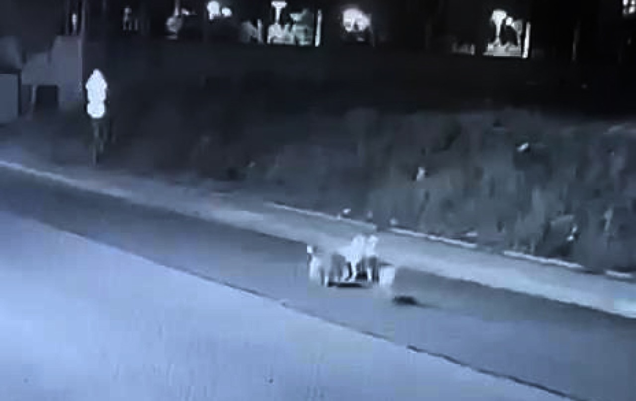 Sokak köpeğini ezip kaçtı