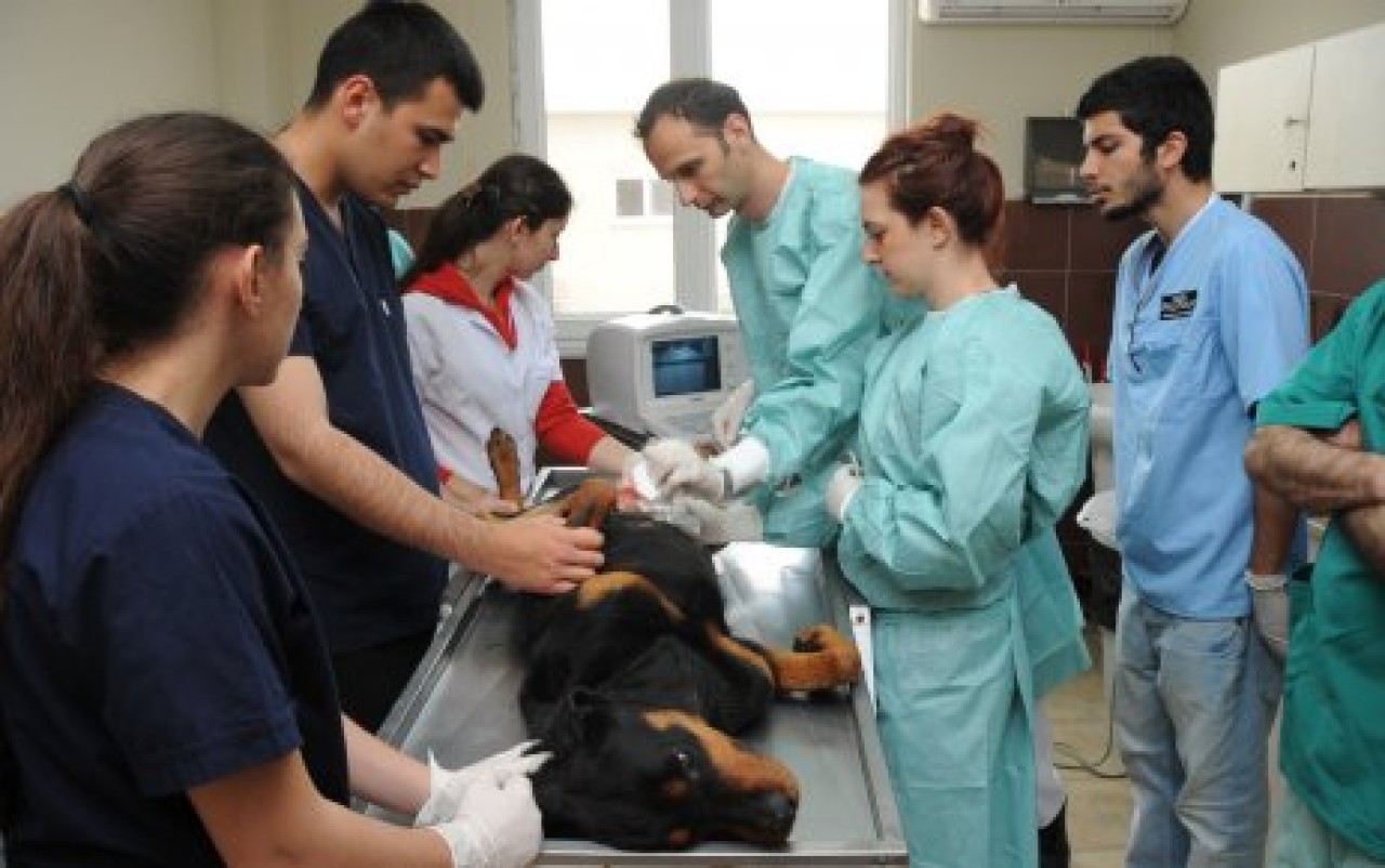 “BEYLİKDÜZÜ HAYVAN BARINAĞI’NDA KONTROL!