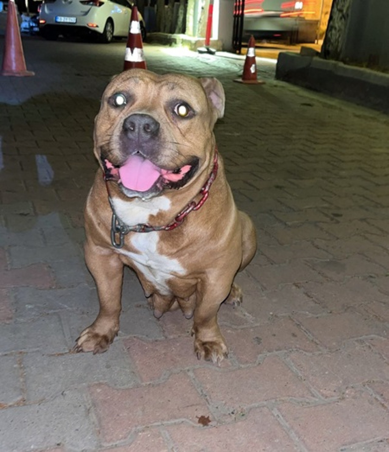 Kulübeye bağlı köpeği çaldılar!