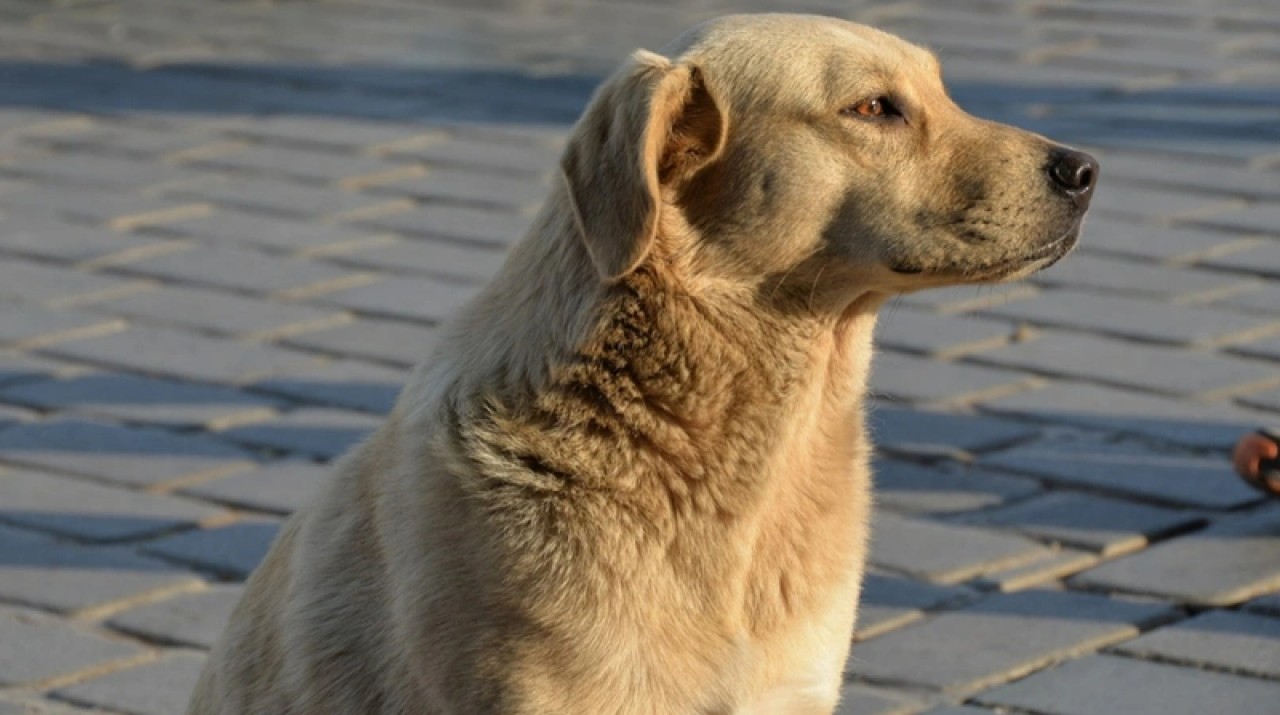 Sokak köpekleri için düğmeye basıldı