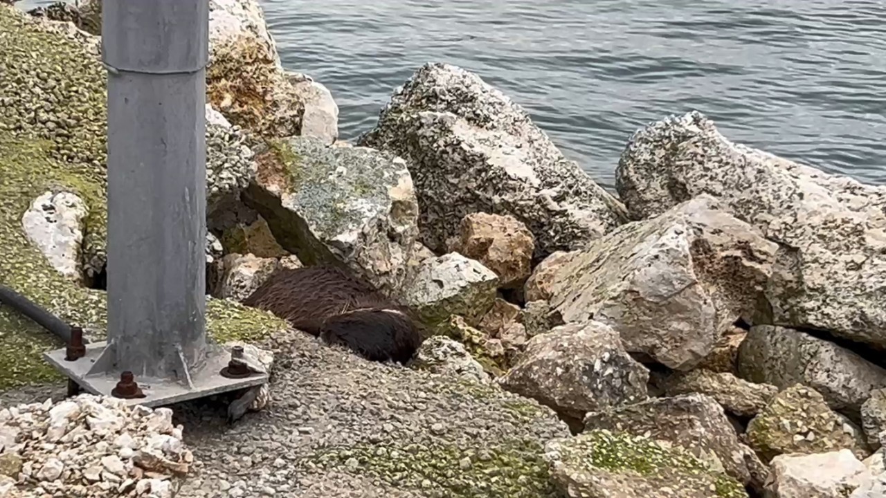 Maskot sahilde ölü bulundu