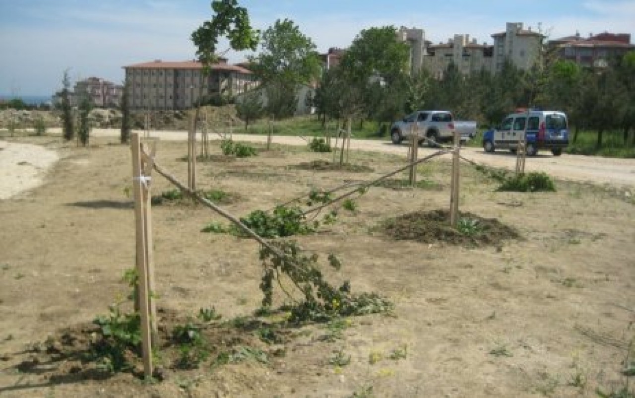 AĞAÇLARI KATLETTİLER!