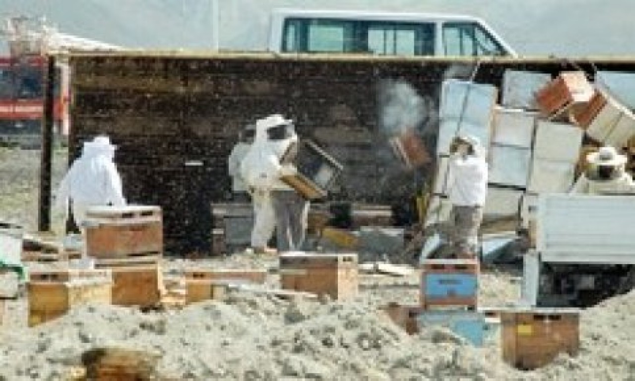 Karayolunda arı dehşeti