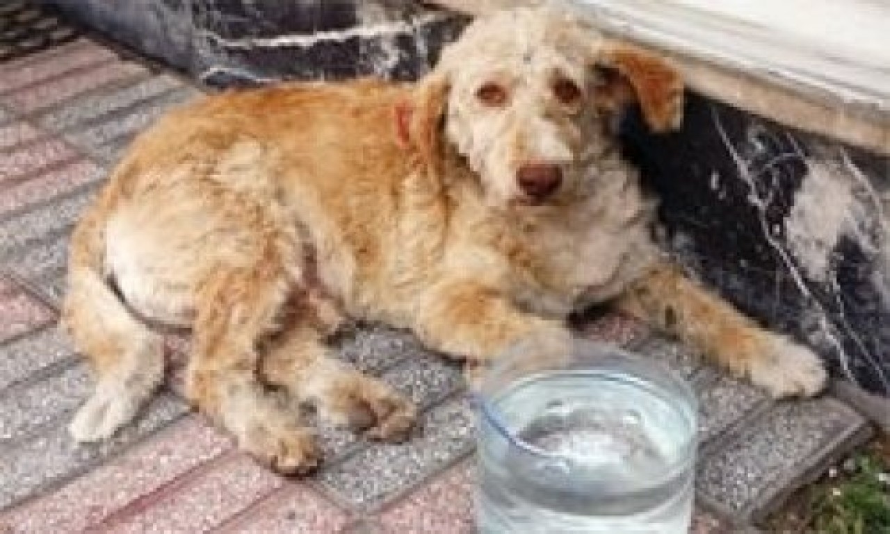 Sıcakta bir kap suyunu ayırın