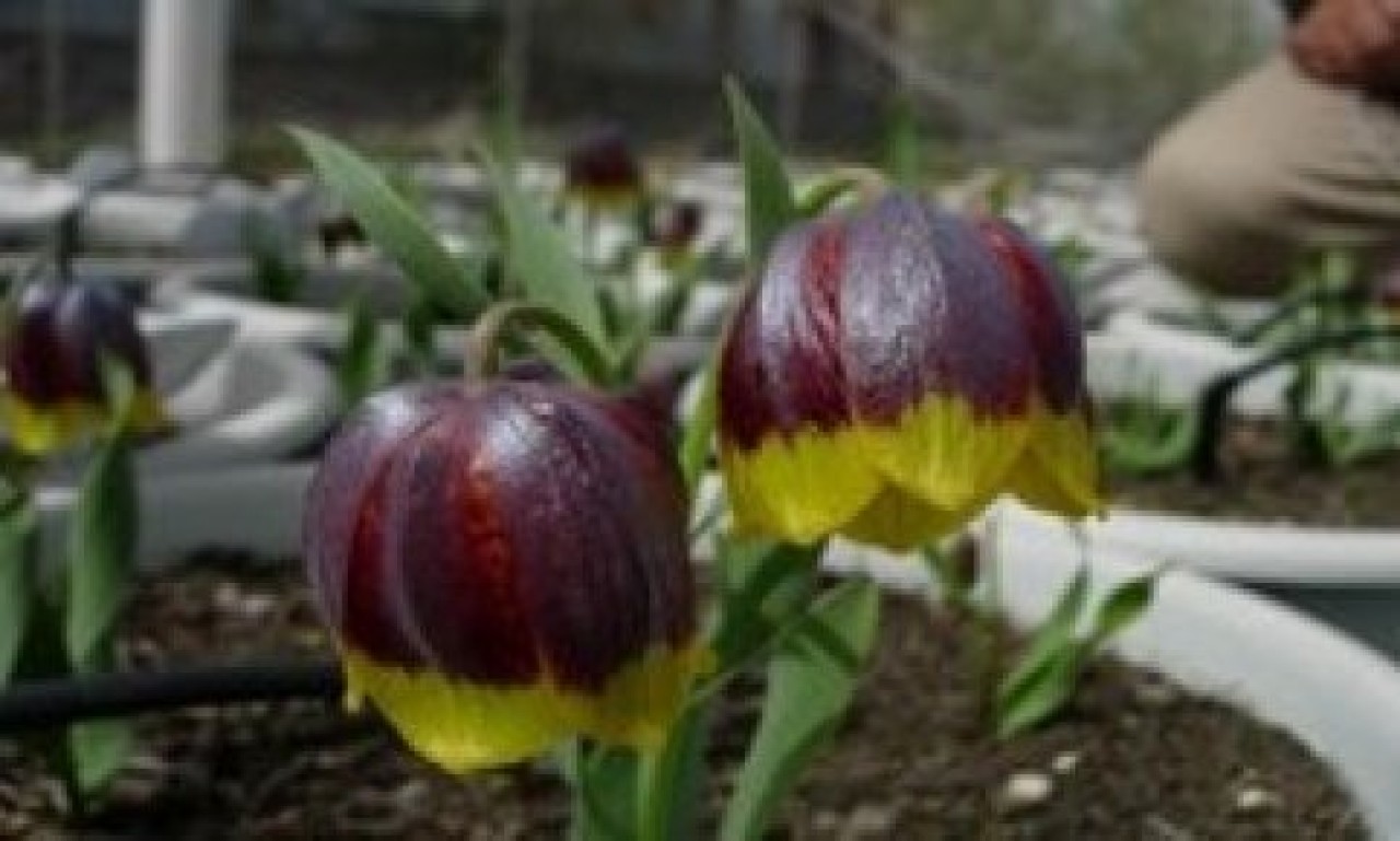 Topbaş'tan ters lale emri