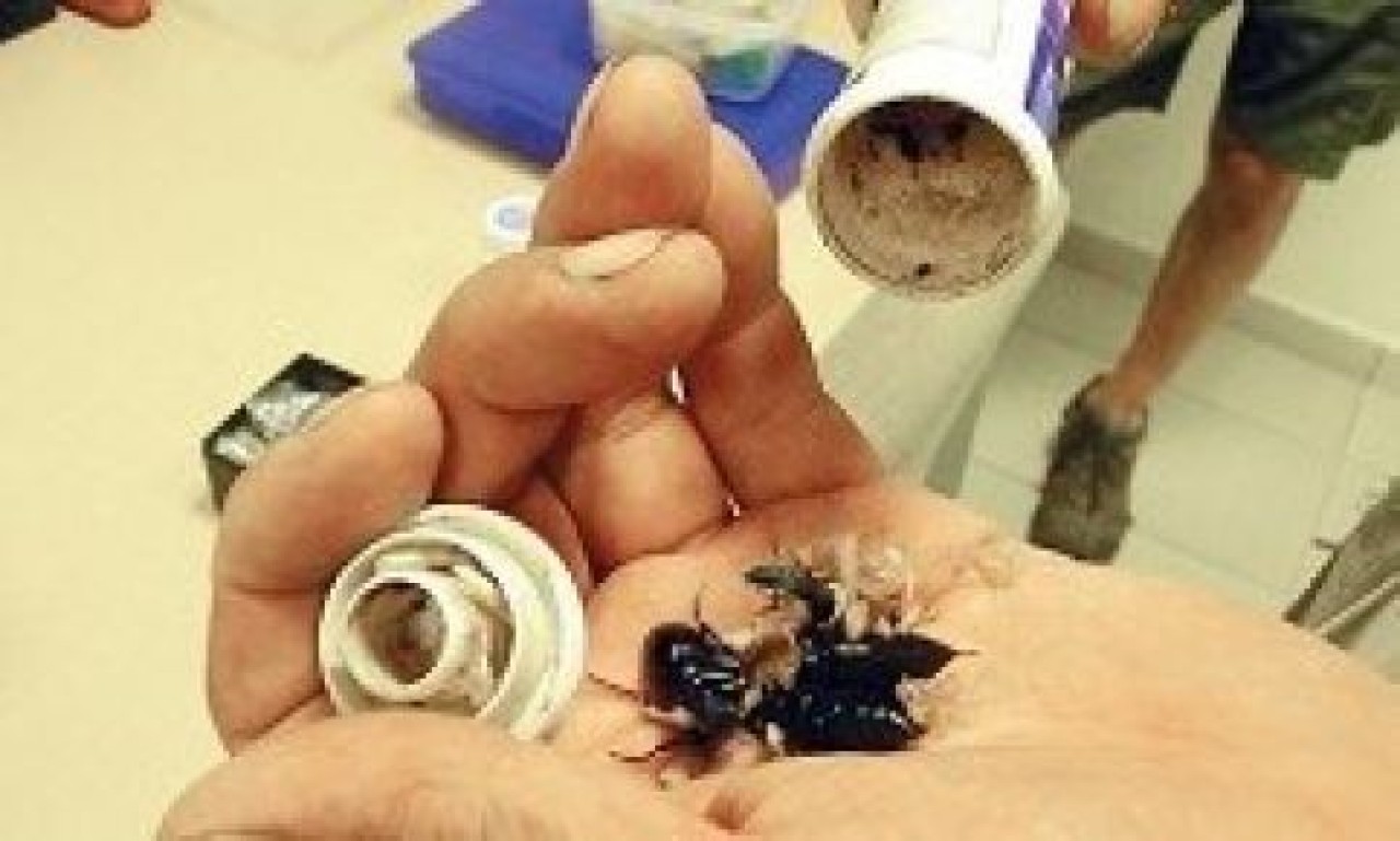 6014 böcekle Kapıkule’de yakalandılar