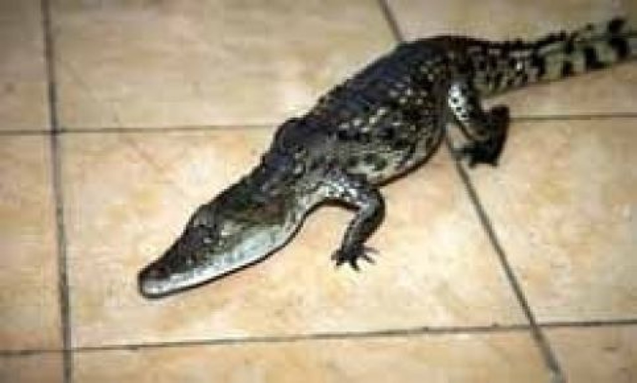 Güngören'de cadde ortasında timsah bulundu