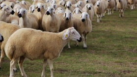Hayvancılıkta umut kalmadı